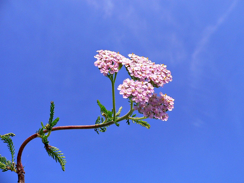 Krizantém: ha ezekre figyelsz, tele lesz virággal