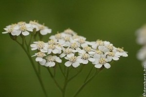 Mire jó a cickafarkfű?