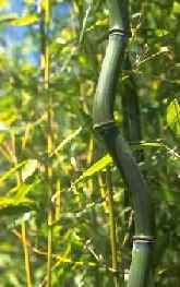 Hogyan neveljünk bambuszt a kertben?