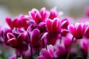 Így lesz meseszép a ciklámen!