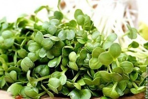 Hogyan, mit és mivel csíráztassunk? - tippek és tanácsok