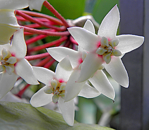 Krizantém: ha ezekre figyelsz, tele lesz virággal