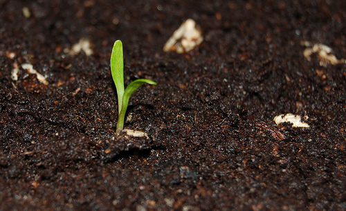 Újpest kiskerteket osztana a családoknak