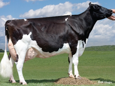 A világrekorder fejőstehén