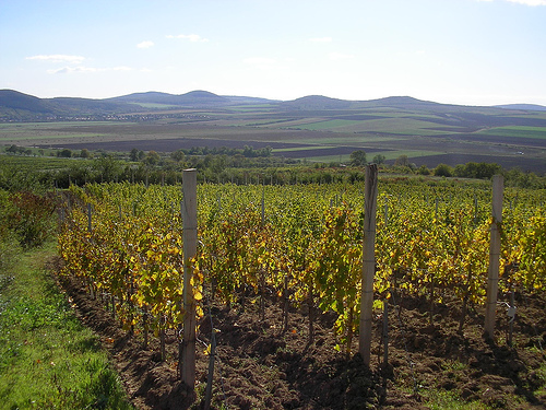 Szlovákia is bejegyeztette magának a Tokaj védjegyet