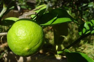 Készítsünk zöldcitromos joghurtzselét!