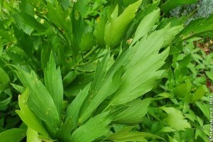 Lestyán: így lesz gyönyörű és egészséges