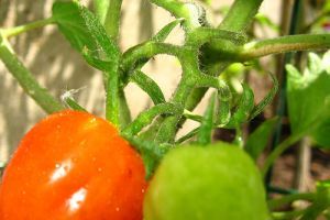 A paradicsom kártevői