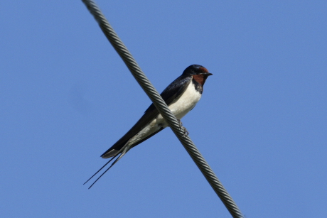 Itt az első fecske!
