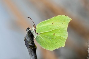 A tavasz hirnöke a korán ébredő citromlepke