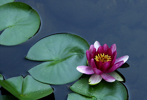 Hogyan szaporítsunk tündérrózsát a kerti tavunkba?