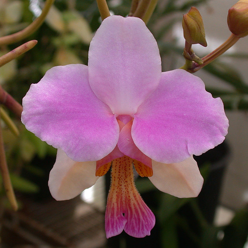 Krizantém: ha ezekre figyelsz, tele lesz virággal