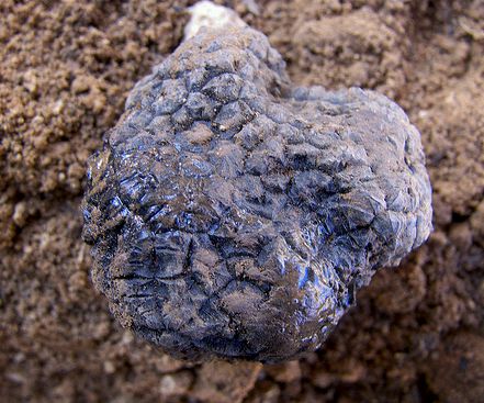 Krizantém: ha ezekre figyelsz, tele lesz virággal