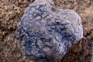 Mi a téli szarvasgomba érdekessége?