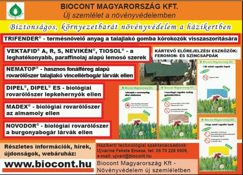 Krizantém: ha ezekre figyelsz, tele lesz virággal