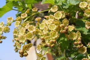 Milyen növénykondícionálókat alkalmazzunk növényeink egészsége érdekében?