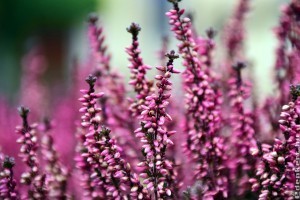 Csarab: ha ezekre odafigyelsz, nem csak egy szezont bír ki