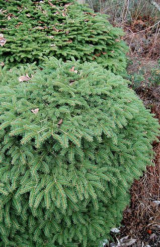 Krizantém: ha ezekre figyelsz, tele lesz virággal