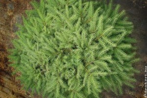 Milyen törpe örökzöldeket ültessünk a kertünkbe?