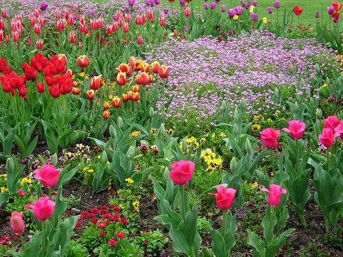 Krizantém: ha ezekre figyelsz, tele lesz virággal