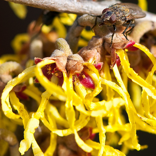 Krizantém: ha ezekre figyelsz, tele lesz virággal
