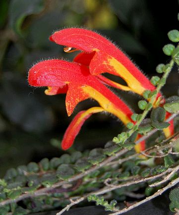 Krizantém: ha ezekre figyelsz, tele lesz virággal