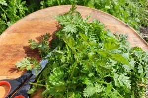 Ingyen terem az erdőszélen ez a fűszer, isteni lesz tőle a húsleves