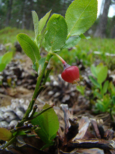 Krizantém: ha ezekre figyelsz, tele lesz virággal