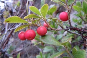 Ismerjük meg a medveszőlőt!