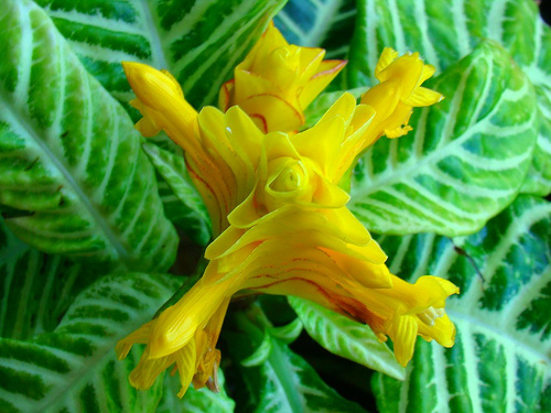 A sárkányfüzér imádja a fényt