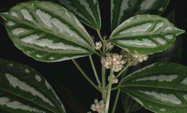 Krizantém: ha ezekre figyelsz, tele lesz virággal