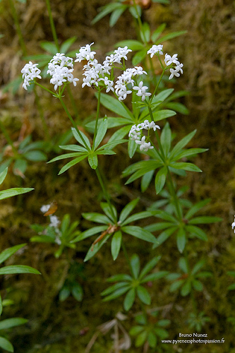 Krizantém: ha ezekre figyelsz, tele lesz virággal
