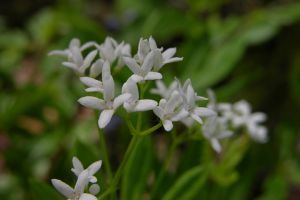 Készítsünk házi vermutot Húsvétra, szagosmügével!