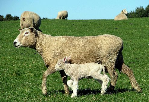 A húsvéti bárány már nem sláger?