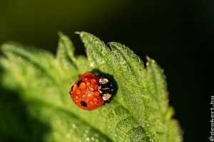 Védekezzünk kétpettyes katicabogárral a levéltetvek ellen!