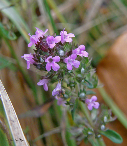 Mire jó a kakukkfű? Hogyan szaporítsuk?