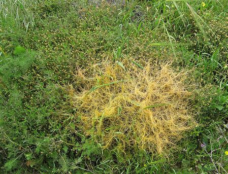 Milyen élősködő növény az aranka?