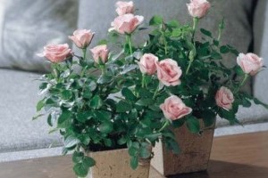 Ezekre figyelj a cserepes rózsa ápolásánál - sokan elrontják