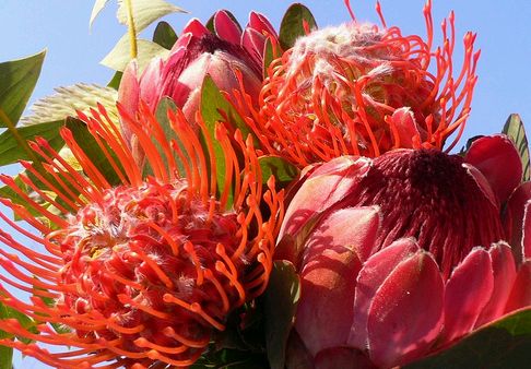 Krizantém: ha ezekre figyelsz, tele lesz virággal