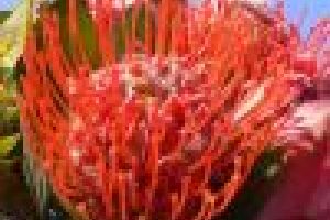Protea, az édeni virág