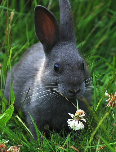 A nyúlkölcsönzés a megoldás!