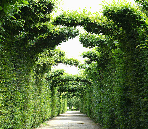 Krizantém: ha ezekre figyelsz, tele lesz virággal