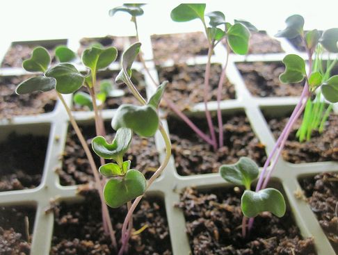 Hogyan termesszünk bimbóskelt?