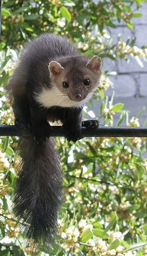 Krizantém: ha ezekre figyelsz, tele lesz virággal