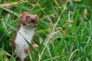 Miért hasznosak a ragadozók a kertünkben?