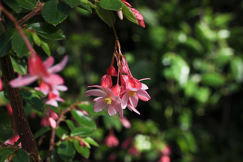 Krizantém: ha ezekre figyelsz, tele lesz virággal