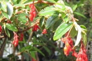 Viaszbegónia (Begonia fuchsioides)