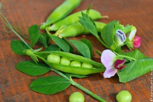 Zöldborsó: mikor lehet vetni?