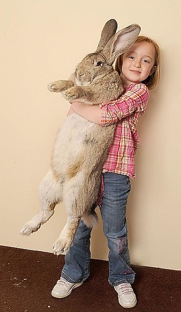 21 kilós a világ legnagyobb nyula!