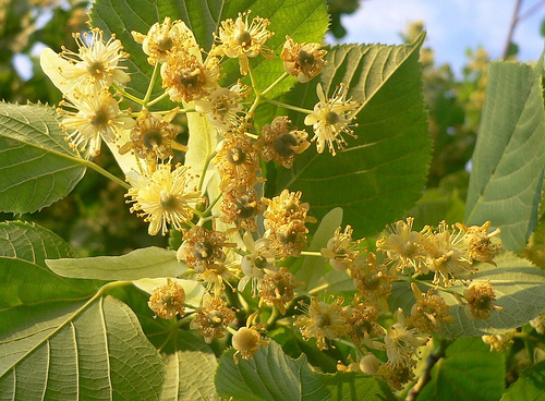 Krizantém: ha ezekre figyelsz, tele lesz virággal